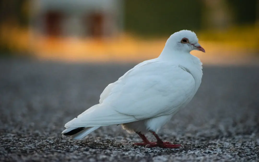 Manso y humilde de corazón