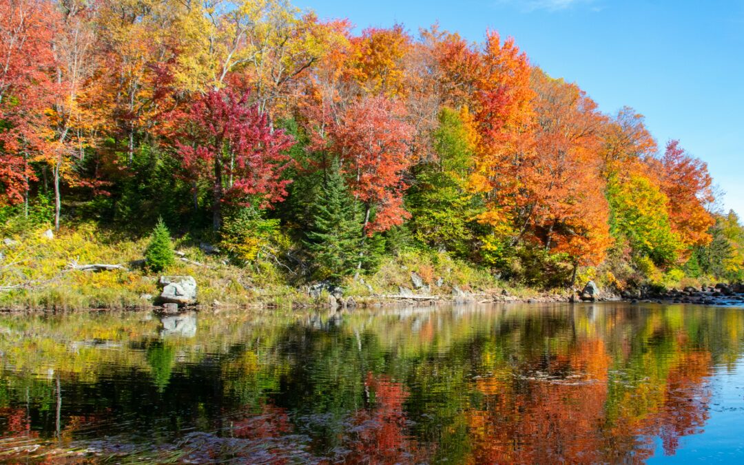 Me siento seguro a la sombra del Altísimo