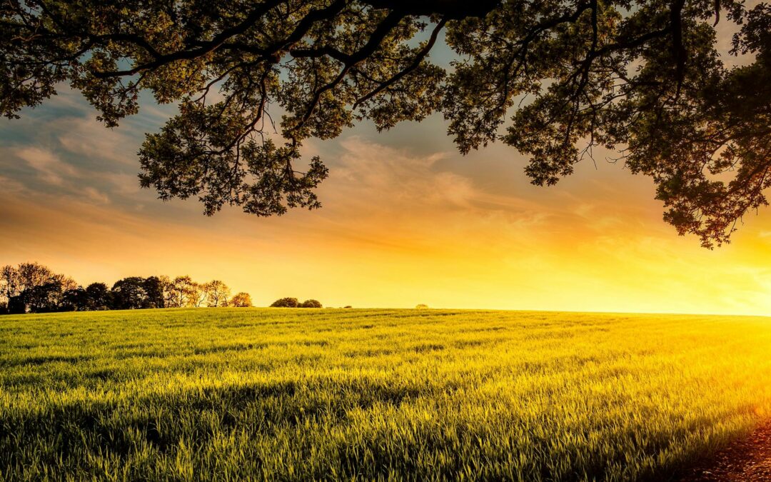 Sembrando buenas actitudes